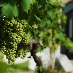Masseria Il Sorriso Degli Ulivi - Dimora Di Charme Κατάλυμα σε φάρμα *