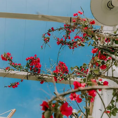 Masseria Il Sorriso Degli Ulivi - Dimora Di Charme ファームステイ